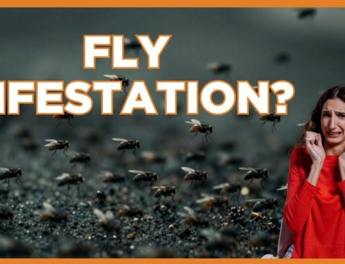 State Attorney General’s Office gets involved as fly swarm plagues so…