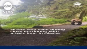 Hikers stay calm during close encounter with grizzly bear in Alaska
