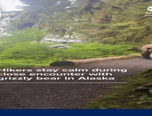 Hikers stay calm during close encounter with grizzly bear in Alaska