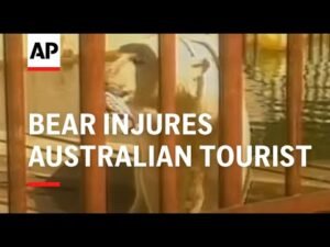 Alaska – Bear Injures Australian Tourist
