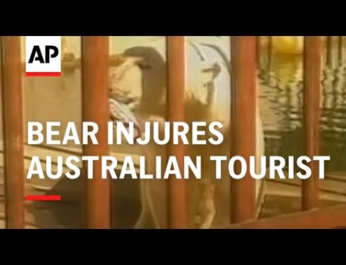 Alaska – Bear Injures Australian Tourist