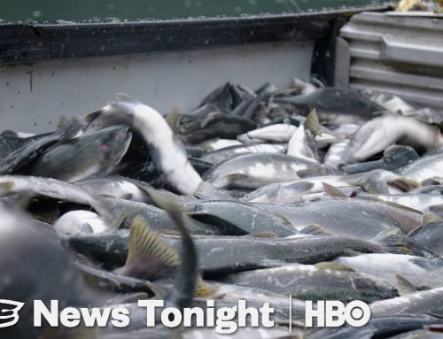 Alaska Initiative To Protect Wild Salmon Could Kill Off A Massive Open-Pit Mine (HBO)