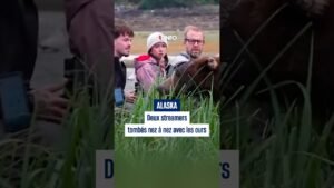 Deux streamers sont partis à la rencontre des ours bruns en Alaska