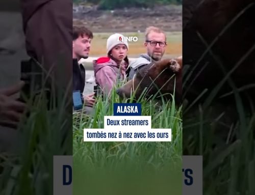 Deux streamers sont partis à la rencontre des ours bruns en Alaska