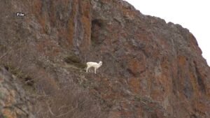 Illegal Dall sheep harvest leads to convictions in the Yukon and Alaska for three U.S. hunters