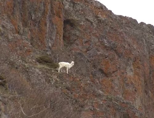 Illegal Dall sheep harvest leads to convictions in the Yukon and Alaska for three U.S. hunters