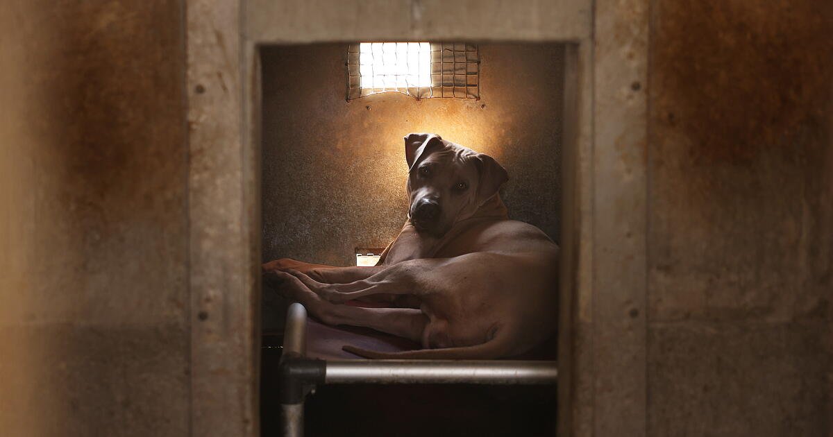 Newsom signs bill that seeks to help abused dogs and cats avoid long ...