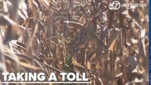 ‘We’re in a crisis right now:’ Arkansas leads U.S. in farm bankruptci…