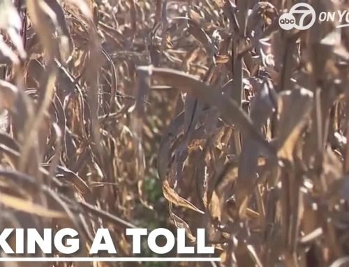 ‘We’re in a crisis right now:’ Arkansas leads U.S. in farm bankruptci…
