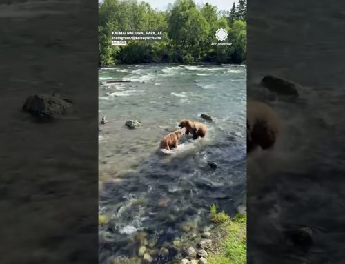 Mama protects kids from unknown bear