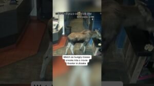 WATCH: Hungry #moose sneaks into #Alaska movie theater