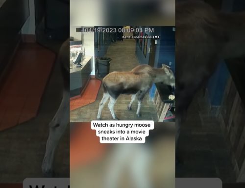 WATCH: Hungry #moose sneaks into #Alaska movie theater