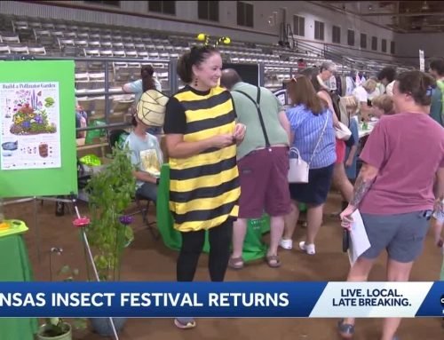 Cockroach races return for the Arkansas Insect Festival
