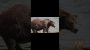Gentle giant Backpack declared winner of Alaska’s Fat Bear Week