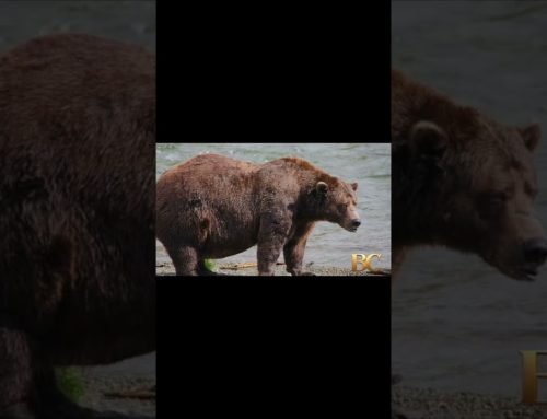 Gentle giant Backpack declared winner of Alaska’s Fat Bear Week