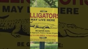 North Alabama alligator population on the rise. What to do if you see one. #shorts