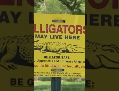 North Alabama alligator population on the rise. What to do if you see one. #shorts