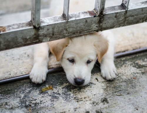 LETTER: There are cheap options for spay and neuter | Letters