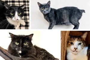 Homeward Bound Cat Adoptions in Las Vegas conducting adoption event | Local Las Vegas