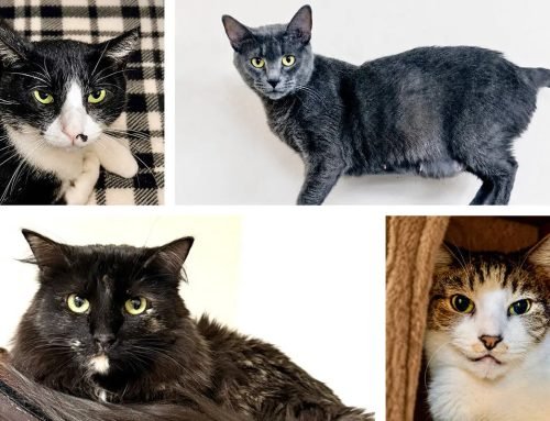 Homeward Bound Cat Adoptions in Las Vegas conducting adoption event | Local Las Vegas