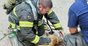 3 cats saved in Michigan City house fire