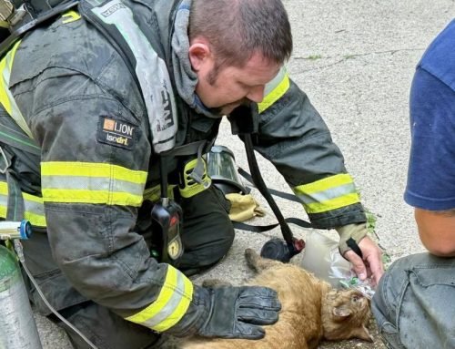 3 cats saved in Michigan City house fire