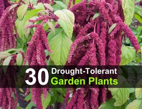 30 Drought-Tolerant Garden Plants