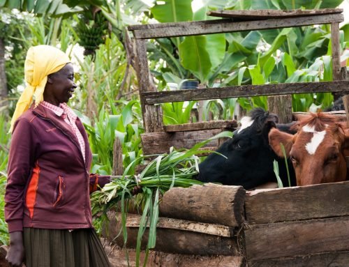 Taking Risk-Informed Finance to Pastoralists