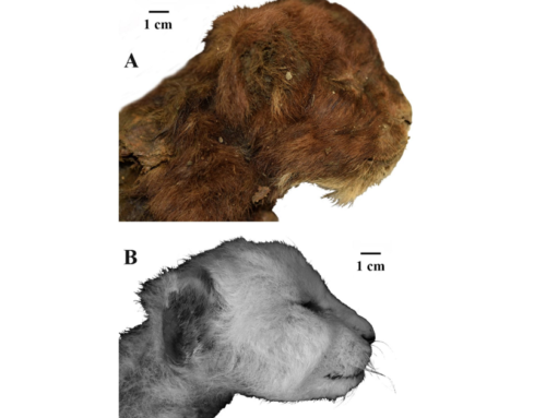 35,000-year-old saber-toothed baby cat mummy still has its fur