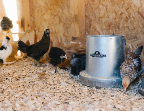Top Tips for New Chicken Keepers with Gail Damerow