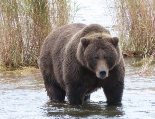 New lawsuit seeks to block revived bear-culling program in Western A…