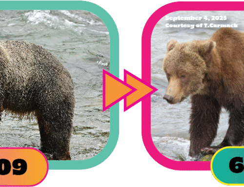 Fat Bear Week kicks off with buxom babes and up-and-coming chonkers