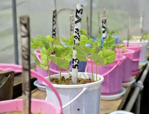Why Yield Stability and Resilience Are Becoming as Important as Maximum Yield