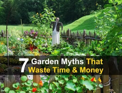 7 Garden Myths That Waste Time and Money