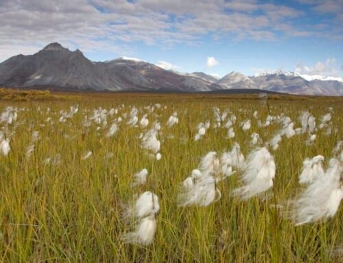 Alaska loses lawsuit that challenged the western boundary of the Arc…