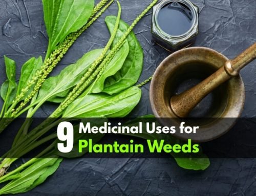 9 Medicinal Uses for Plantain Weeds