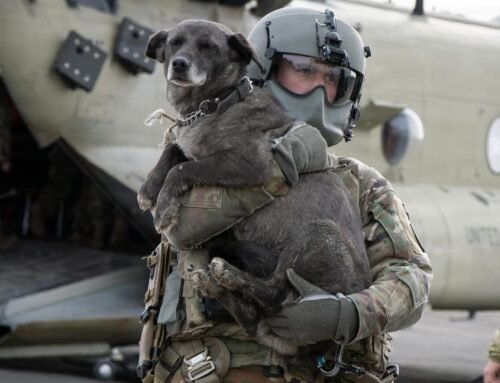 Dog evacuations continue from Western Alaska villages hit hard by re…