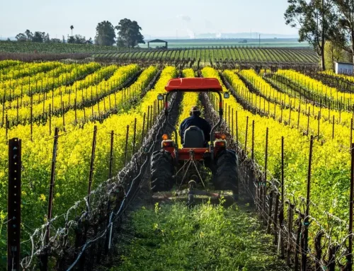 How to Kill Winter Crops Without Losing Soil Gains