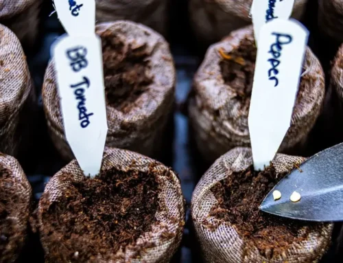 7 Vegetables to Start From Seed in February