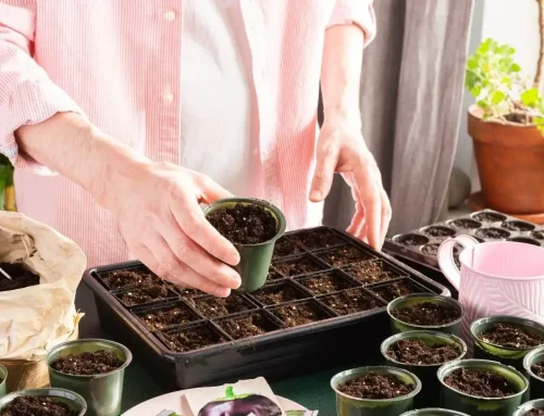 How to Start Tomato Seeds: 5 Expert Growing Tips