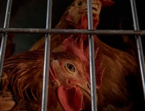 USDA says it accidentally fired officials working on bird flu and is …