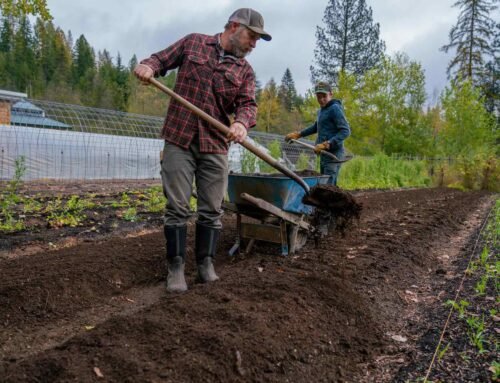 How to Use Compost on the Homestead — Homesteading Family