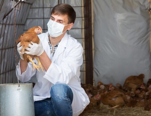 Poultry News August/September 2024 – Backyard Poultry