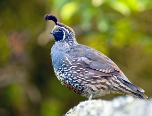 How to Raise Quail: A Seasoned Homesteader’s Guide to Raising Happy and Productive Quail