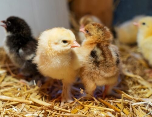 Raising Baby Chicks: A Beginner’s Guide