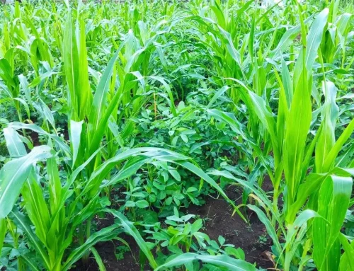 5 Ways Interseeding Can Change the Farming Landscape