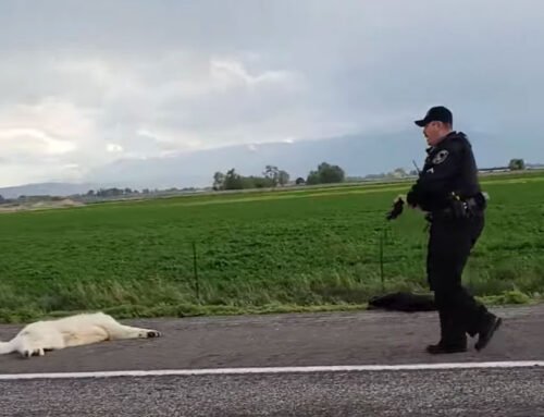 Authorities open investigation, place officer on leave after 2 dogs running loose on Idaho highway were shot