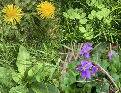 Is There a Free Salad in Your Backyard? — Homesteading Family