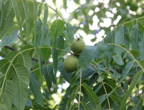 14 Uses for Black Walnuts