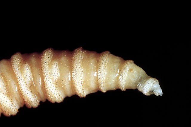 Flesh-eating screwworms are feasting on pets; 4 dogs and cat attacked...
